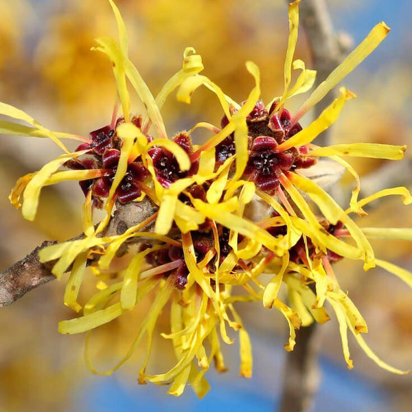 Witch Hazel